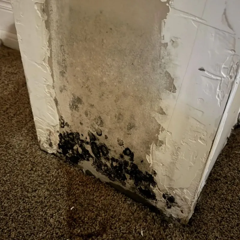 Professional Mold Removal in Tipton, IN
